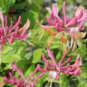 Feuer-Geissblatt 'Goldflame'