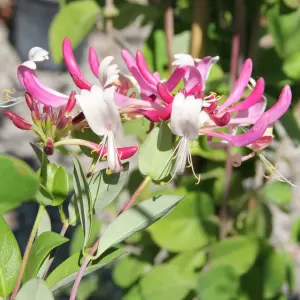 Wald-Geissblatt 'Serotina'