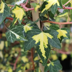 Efeu 'Goldheart'