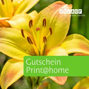 Geschenkgutschein-Karte Sujet A