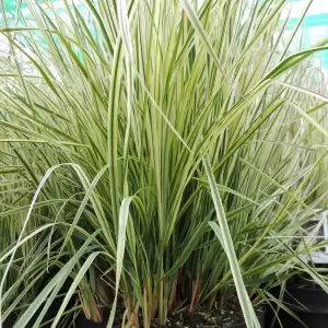 Gestreiftblättriges Reitgras 'Overdam'