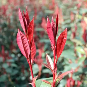 Glanzmispel 'Carre Rouge' 