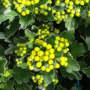 Goldchrysantheme