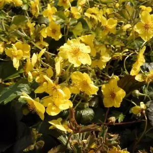 Teppich-Golderdbeere 