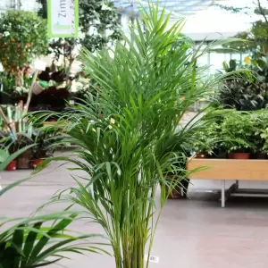 Goldfruchtpalme - Chrysalidocarpus lutescens | Zulauf Gartencenter