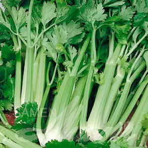 Grüner Stangensellerie