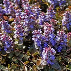 Kriechender Günsel 'Atropurpurea'