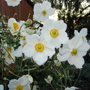 Herbstanemone 'Honorine Jobert'