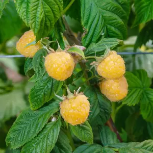 Herbst-Himbeere 'Fallgold' - Rubus idaeus 'Fallgold' | Zulauf Gartencenter
