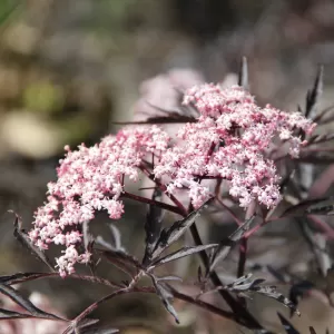 Schwarzer Holunder 'Black Lace'