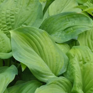 Lilien-Funkie 'Guacamole'