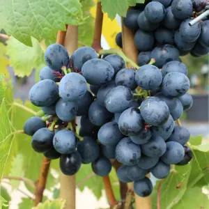 Weintraube (Hybridrebe) 'Nero'
