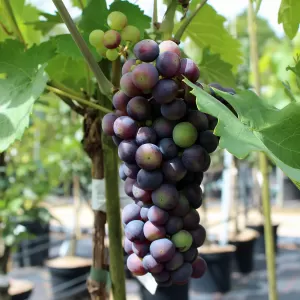 Hybridrebe 'Regent'
