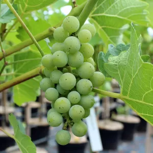 Hybridrebe 'Souvignier Gris'