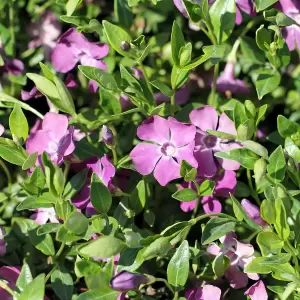Kleines Immergrün 'Atropurpurea'	
