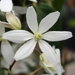Immergrüne Waldrebe 'Apple Blossom'