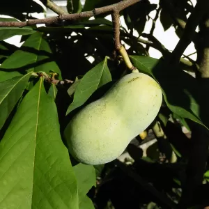 Indianer-Banane Blatt