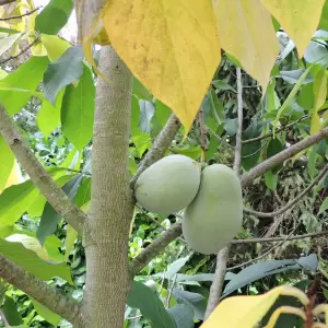 Indianer-Banane Herbstfärbung