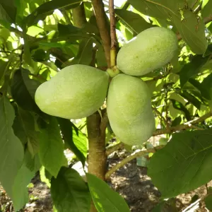Indianer-Banane Blatt