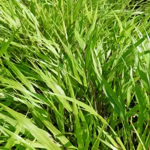 Japangras 'Beni-kaze'