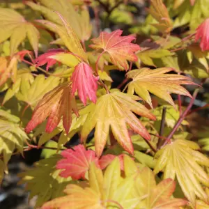 Japanischer Ahorn 'Moonrise'