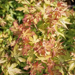 Japanischer Fächer-Ahorn 'Katsura'