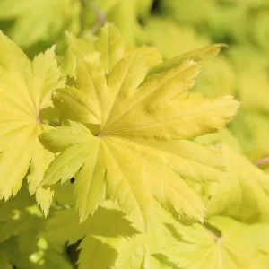 Japanischer Goldahorn 'Aureum'