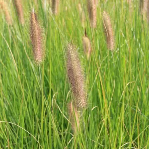Japanisches Federborstengras 'Japonicum'
