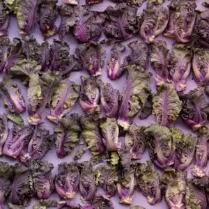 Flower Sprout, Kalettes