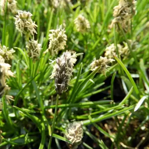 Kalk-Blaugras, Moor-Kopfgras