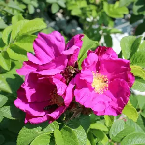 Kartoffelrose