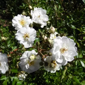 Kletterrose 'Guirlande d'Amour'