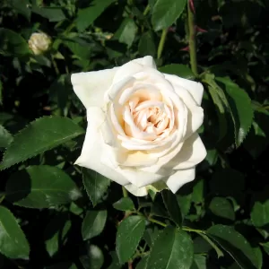 Kletterrose 'Ilse Krohn Superior'