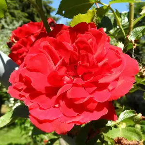 Kletterrose 'Sympathie'