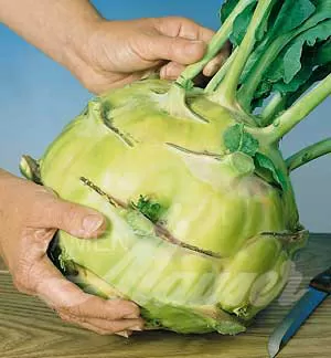 Kohlrabi 'Superschmelz'