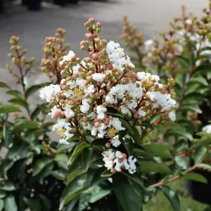 Kreppmyrte 'Enduring White'