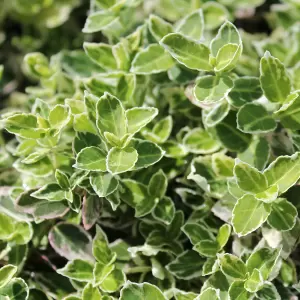 Spindelstrauch 'Emerald Gaiety'