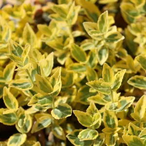 Gelbbunte Kriechspindel 'Emerald'n Gold'