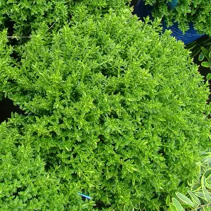 Kugel-Hebe 'Green Globe'