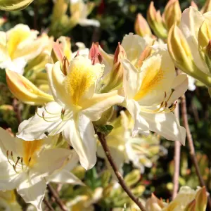 Laubabwerfende Azalee 'Daviesii'