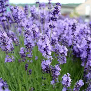 Lavendel 'Hidcote'