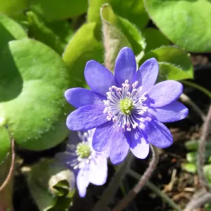 Leberblümchen