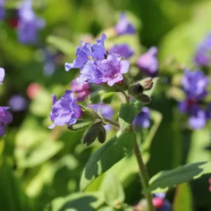 Lungenkraut 'Azurea'