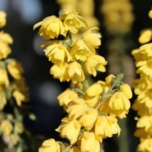 Winter-Mahonie 'Charity'