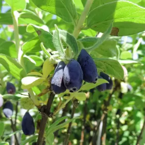 Maibeere 'Blue Velvet'