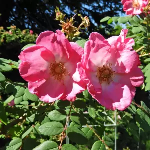 Mandarin-Rose