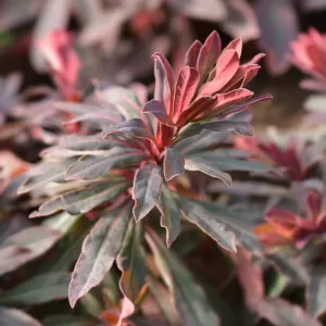 Mandelblättrige-Wolfsmilch 'Purpurea'