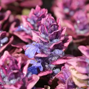 Kriechender Günsel 'Burgundy Glow'