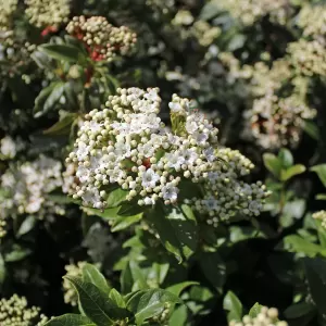 Mittelmeer-Schneeball 'Eve Price'