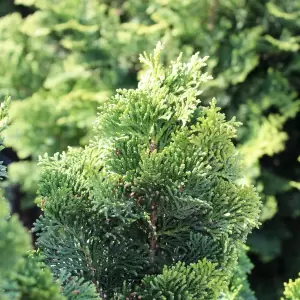 Muschel-Scheinzypresse 'Nana Gracilis'